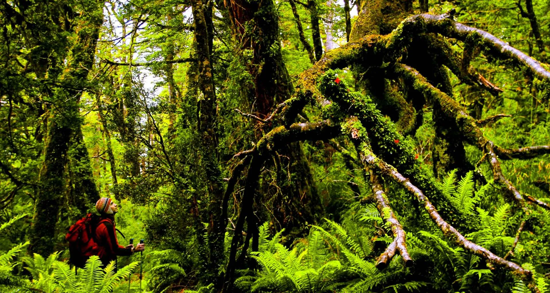 Hiker looks up at large jungle tree