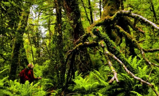 Hiker looks up at large jungle tree