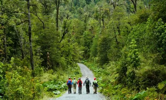 Group of hikers walk down forest road