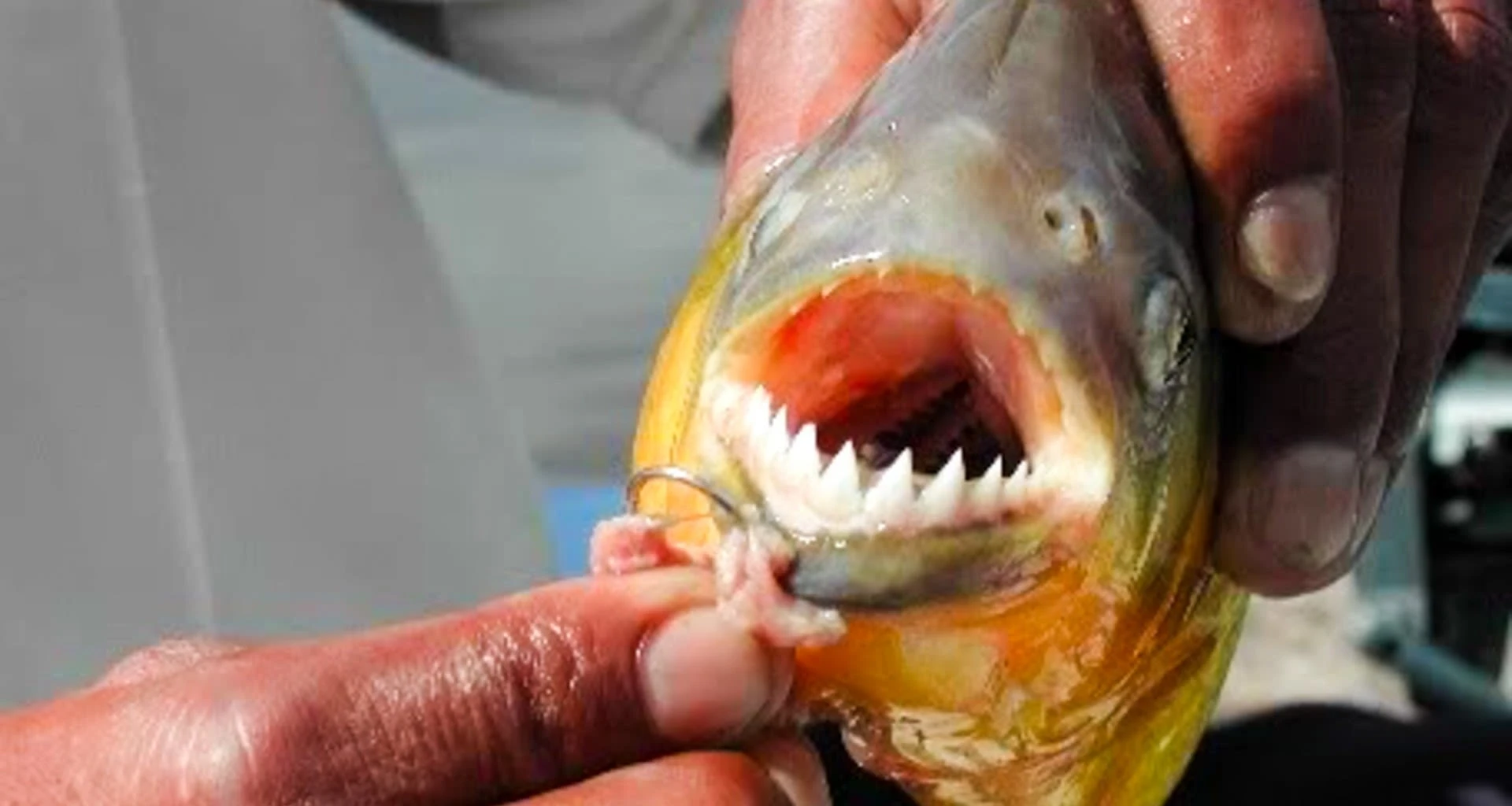 Close up of person holding hooked fish