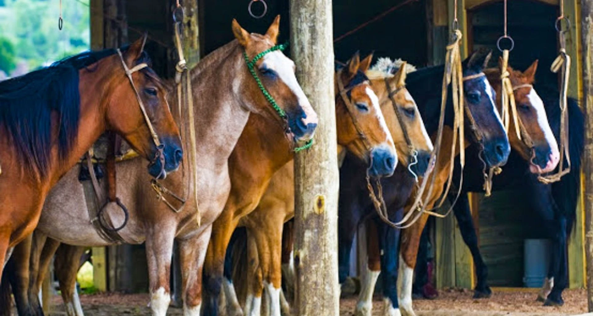 Horses lined up in barn