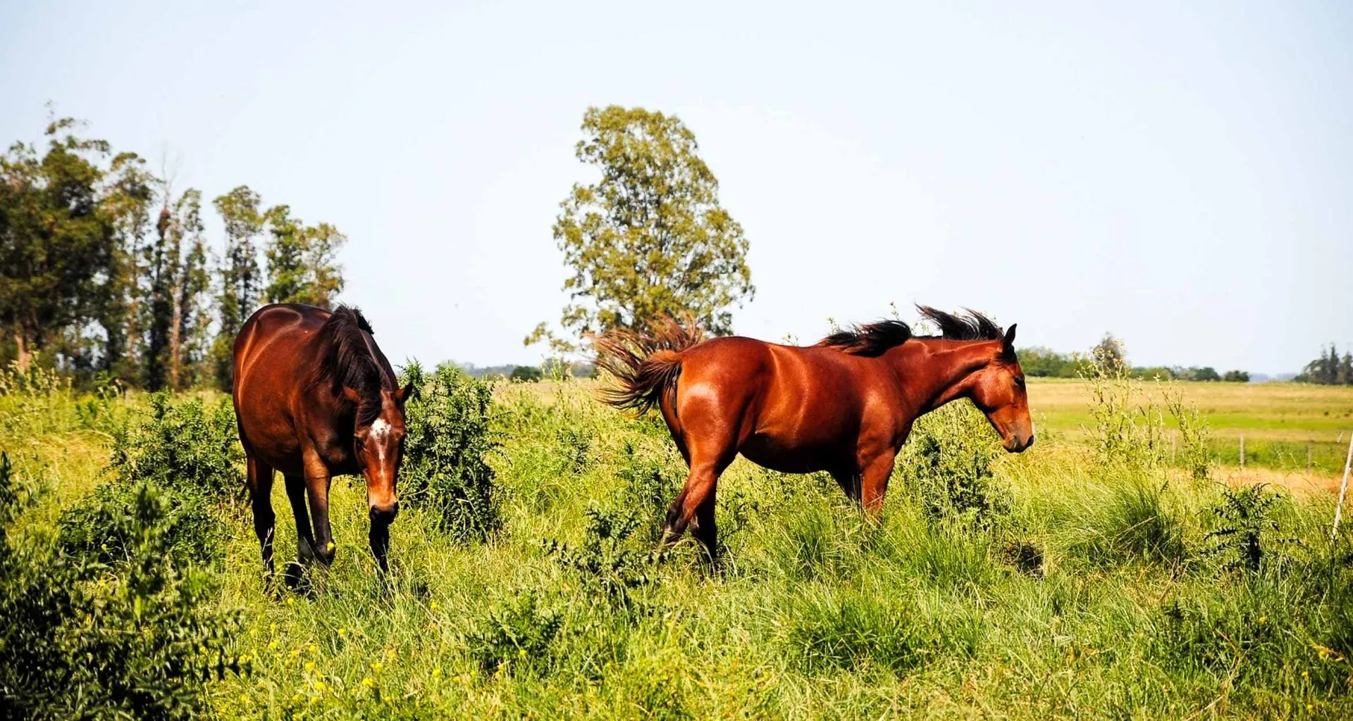 Horses grazing in lush field