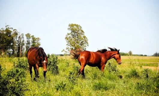 Two horses graze in field