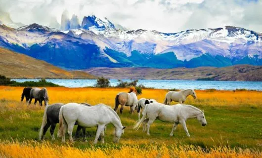 Group of horses graze in field near mountain range