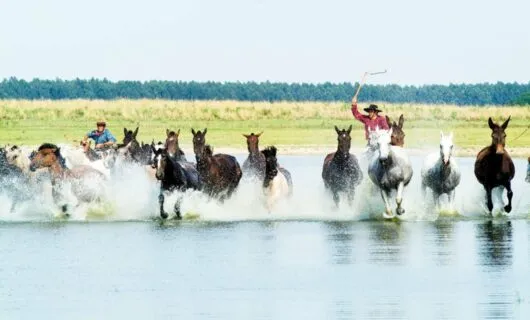 Two men ride a group of horses through shallow water