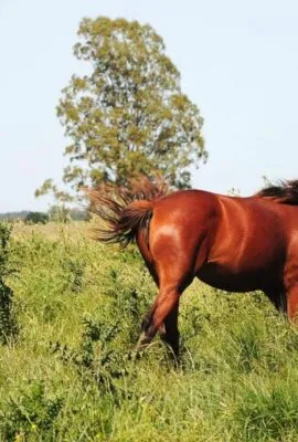 Horses in the Uruguayan countryside