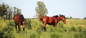 Horses in the Uruguayan countryside