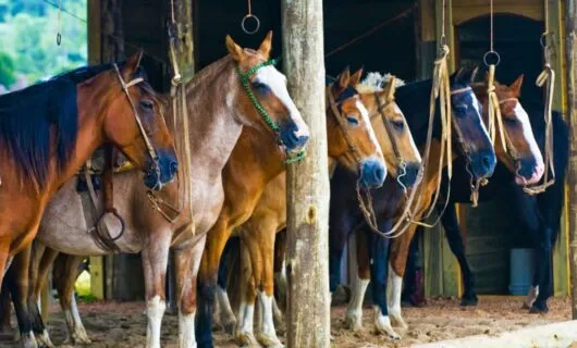 Horses lined up in stable
