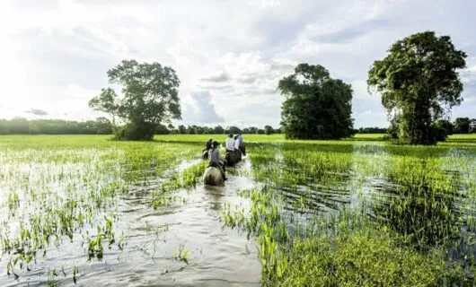 Travelers ride horses through Pantanal wetlands