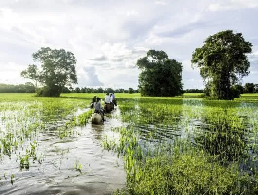 Travelers ride horses through Pantanal wetlands