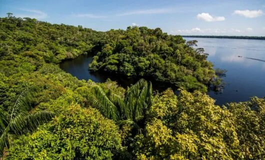 Aerial view of jungle and river