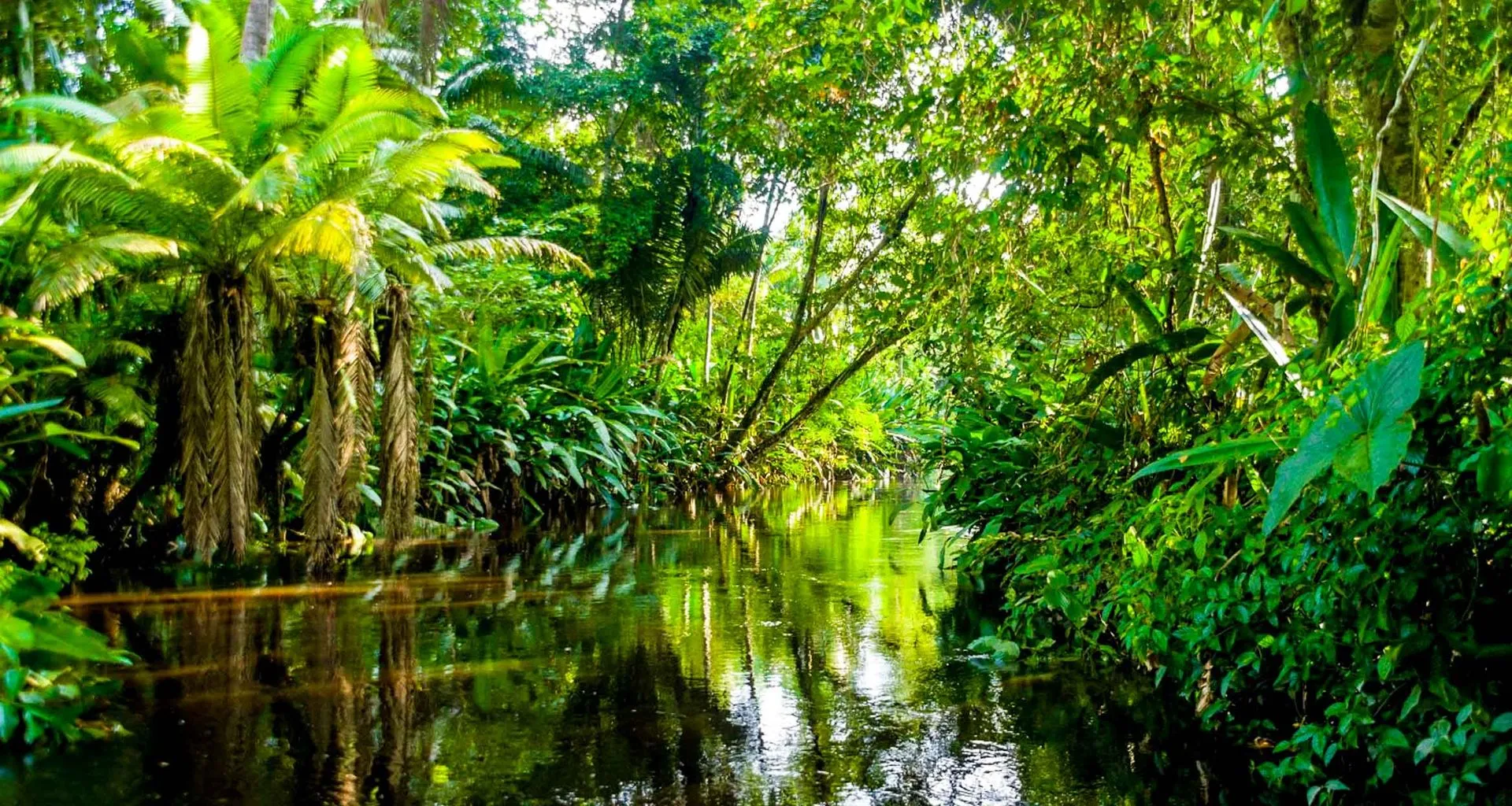 River winding through thick Amazon rainforest