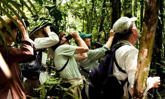 Tour group uses binoculars in jungle