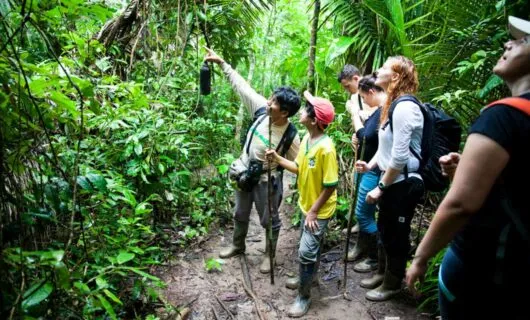 Jungle tour group points into trees