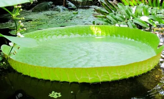 Close up of lily pad