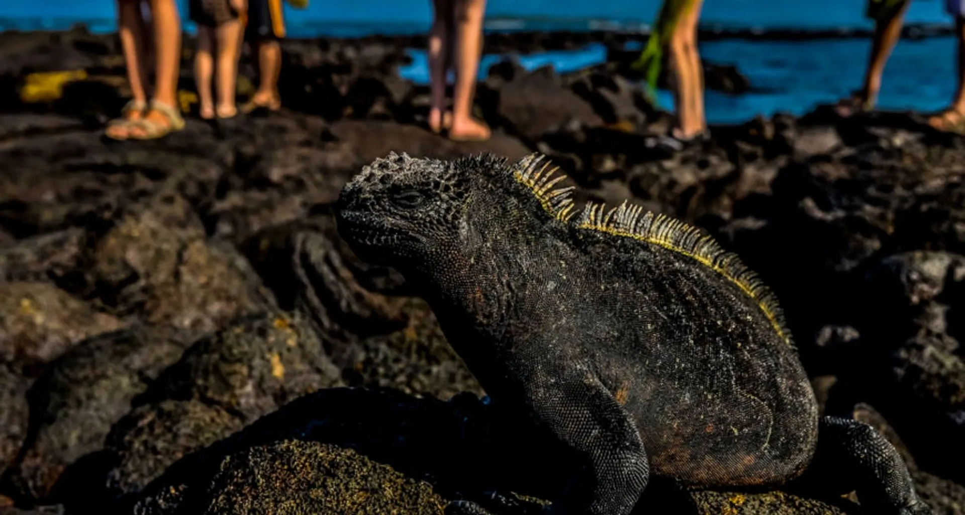 Large lizard sits on rocky beach