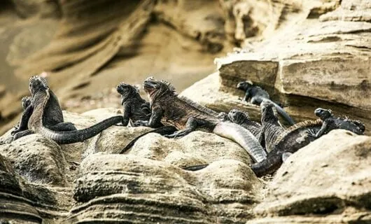 Lizards sitting on a rock