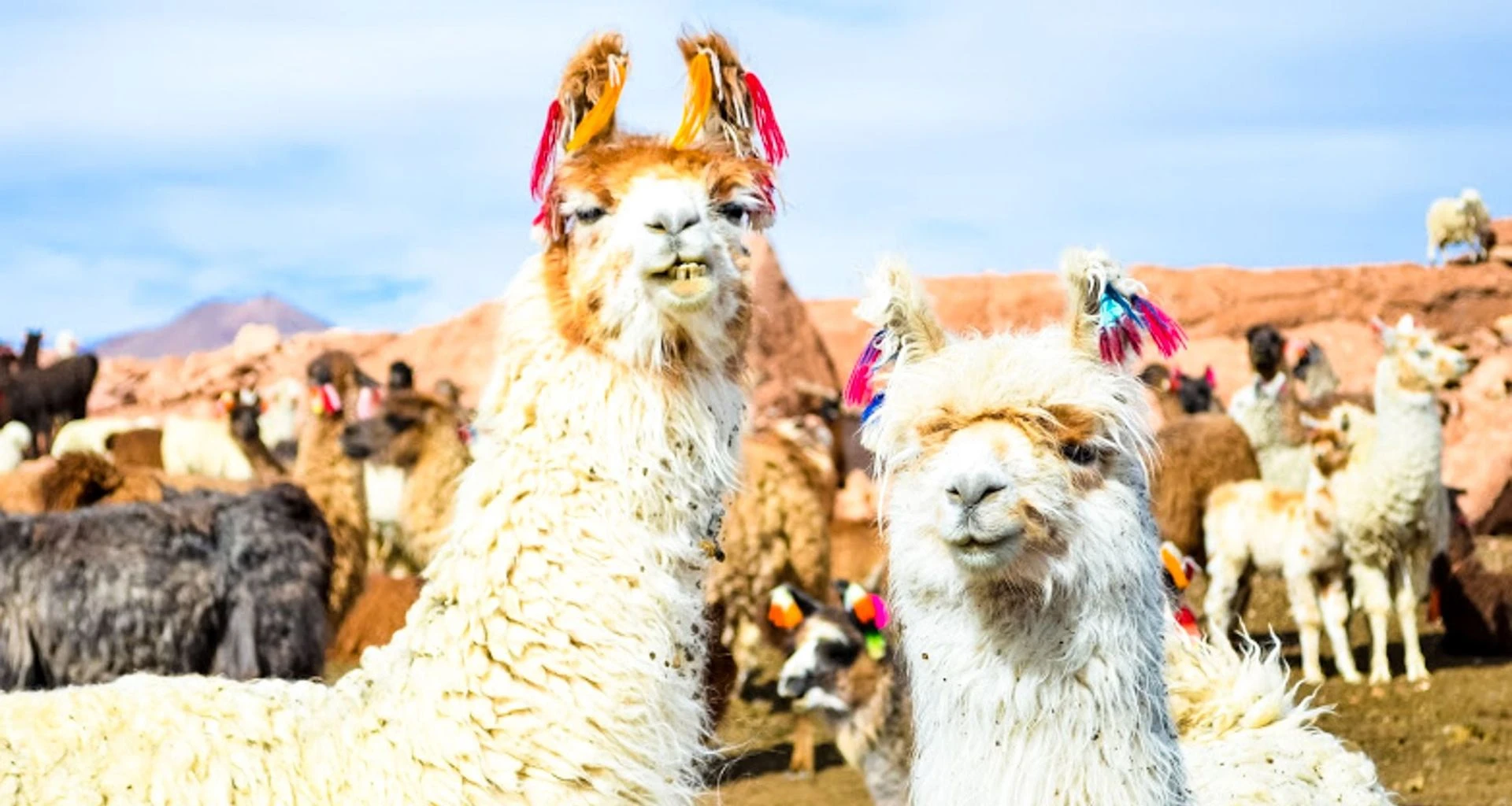 Two llamas stand at front of herd