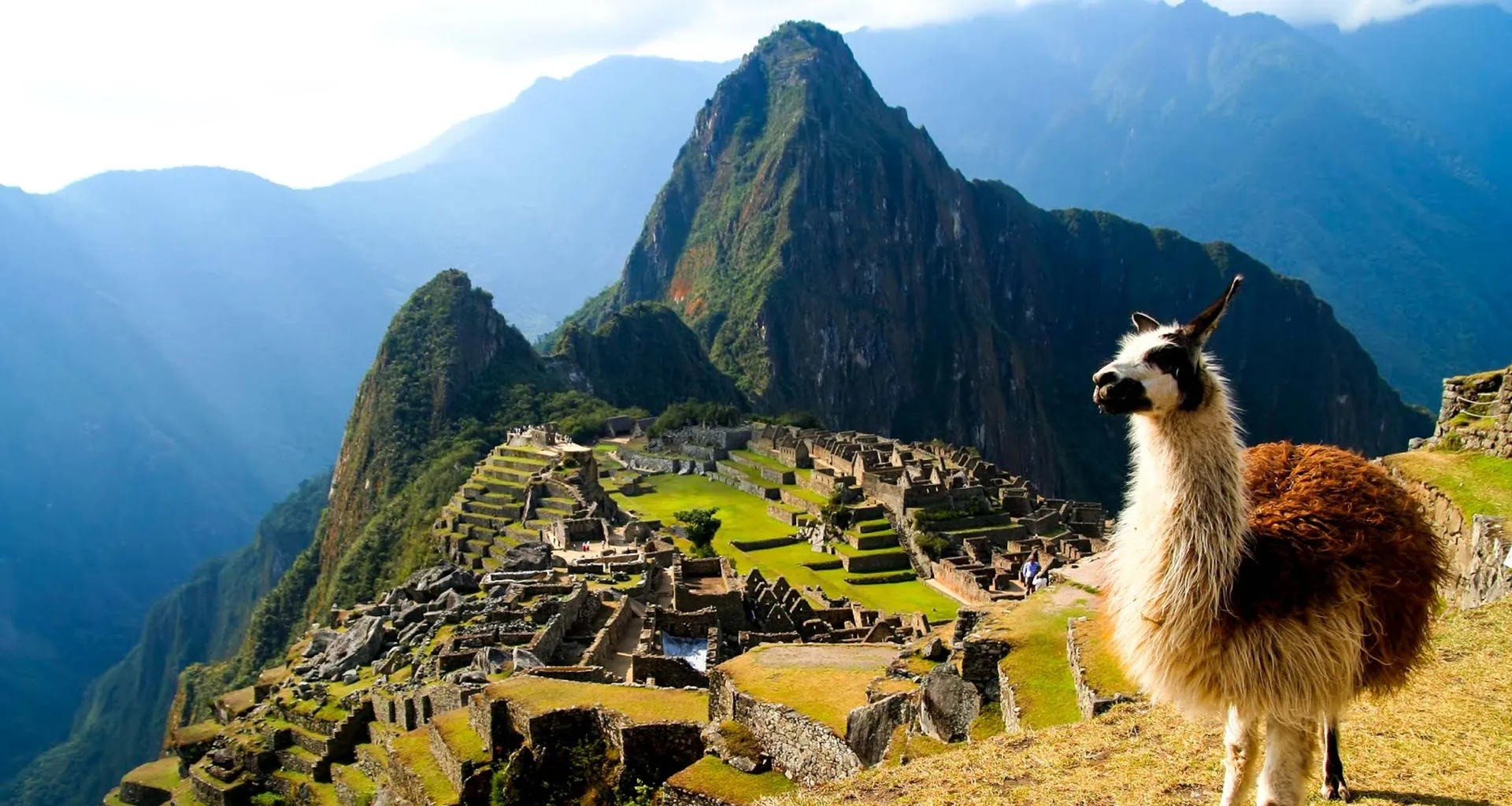 Llama stands in front of Machu Picchu