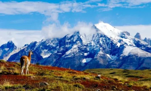 Llama stands in front of South America mountain range