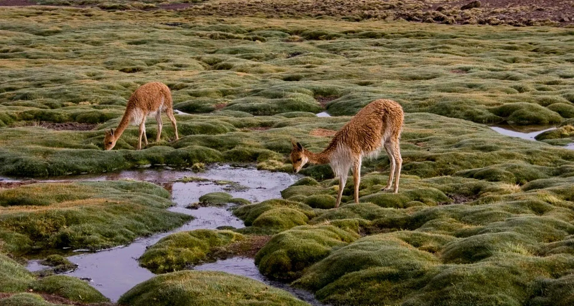 Two llamas on mossy rocks drink out of small stream
