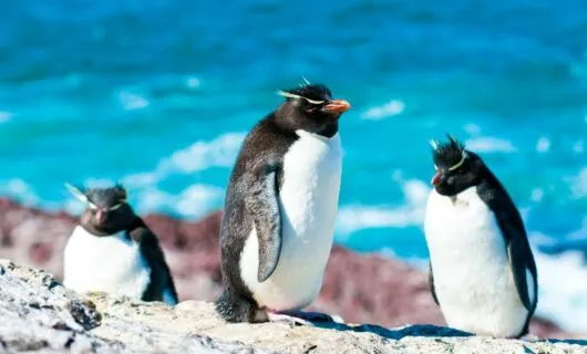Macaroni penguins sit on rocks