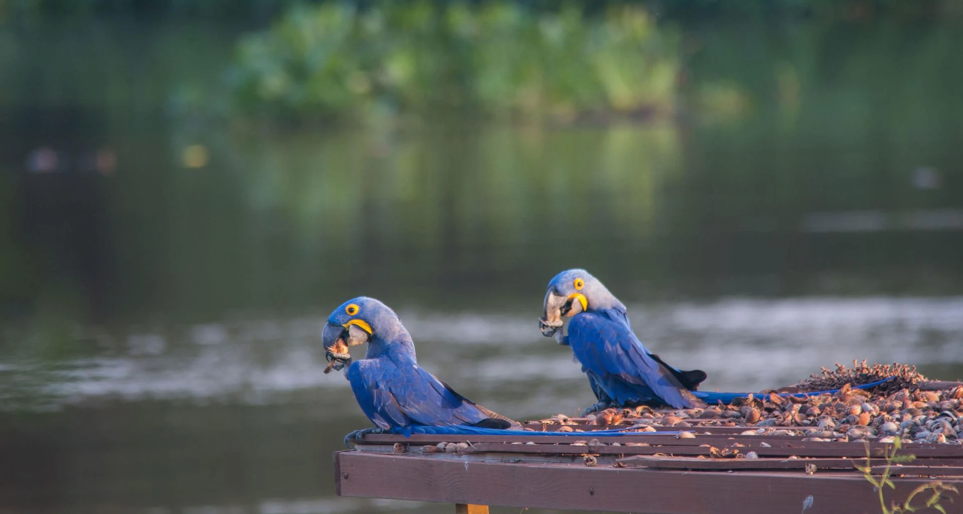 macaws eating on stand