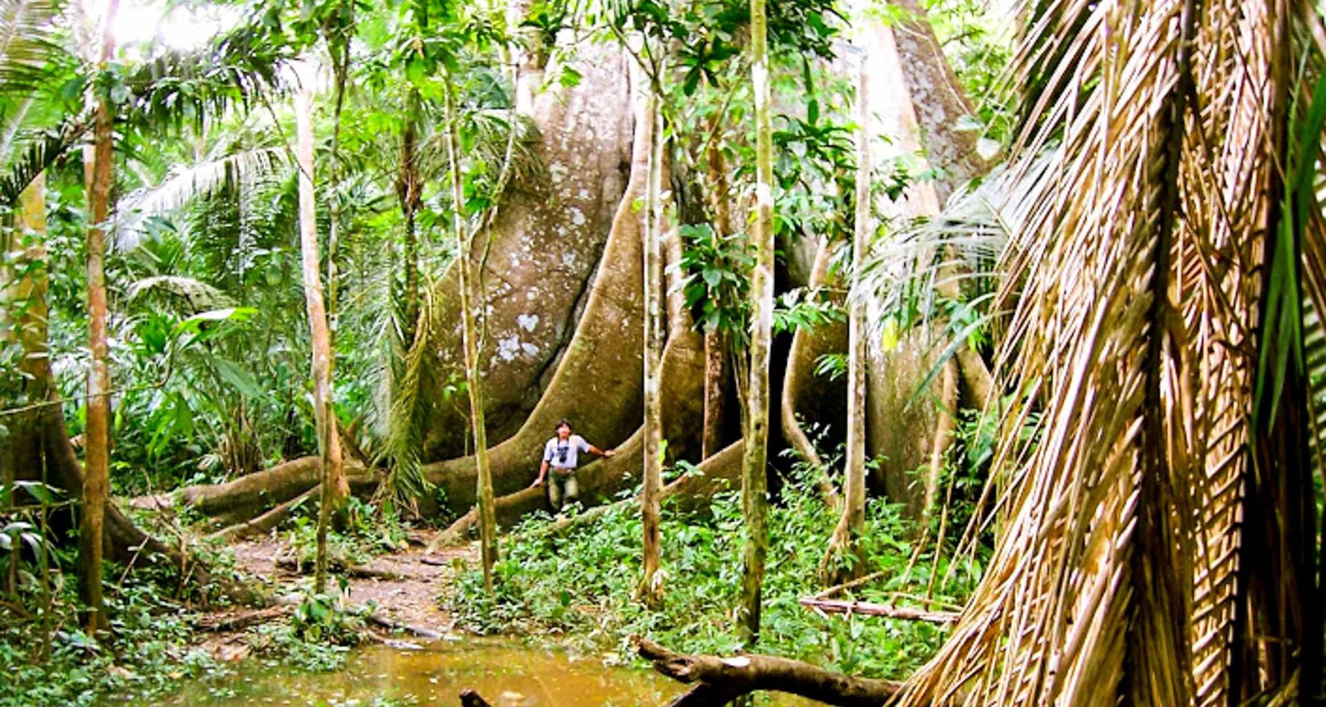 Man stands at base of large jungle tree