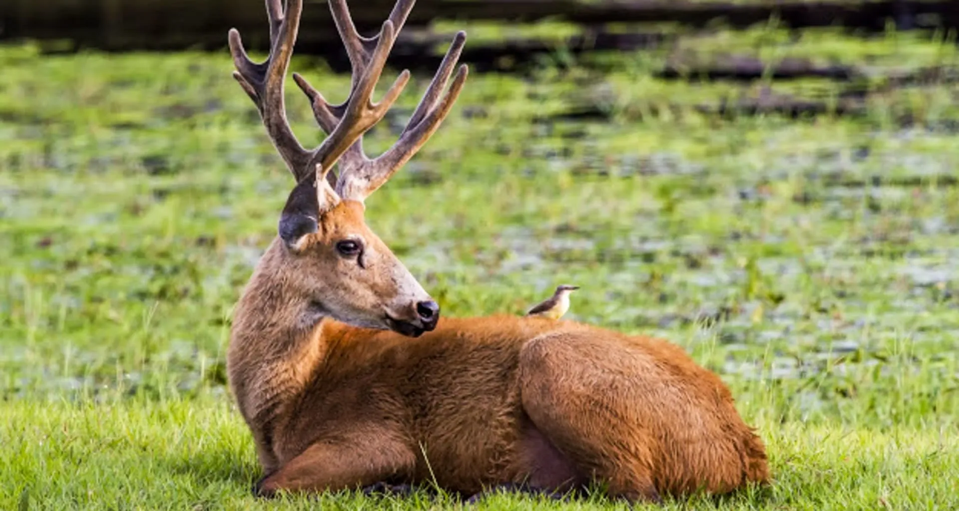 Marsh deer lies down in Brazil