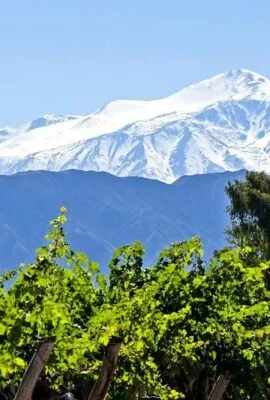 View of mountains across Mendoza vineyard