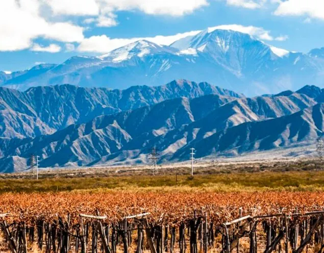 View across vineyard in Mendoza