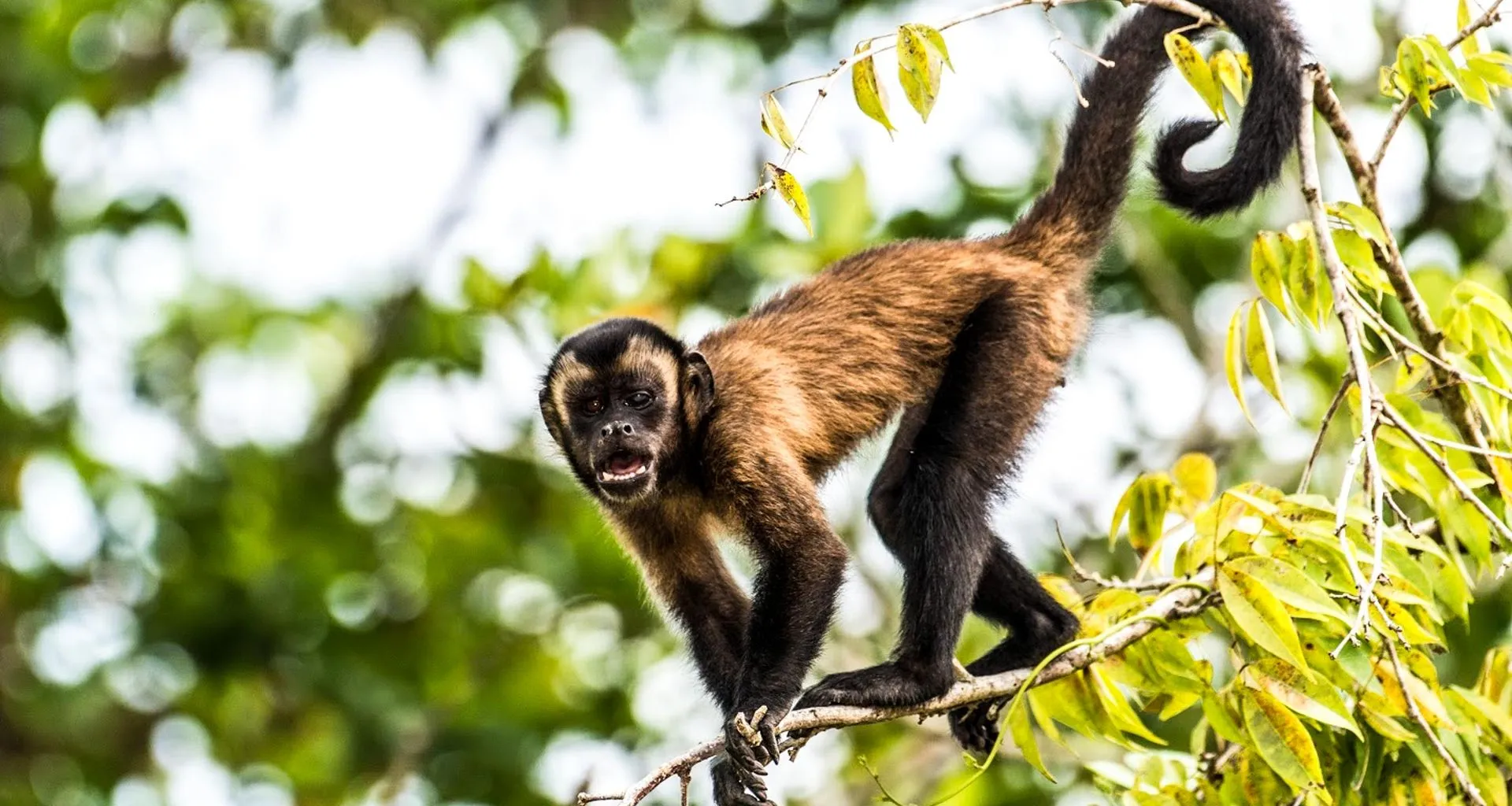 Monkey sits of small branch