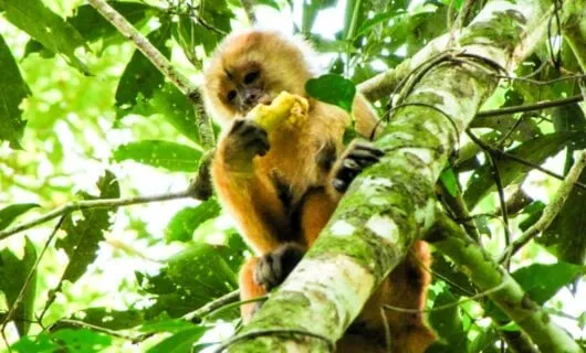 Monkey sitting in tree eating a fruit