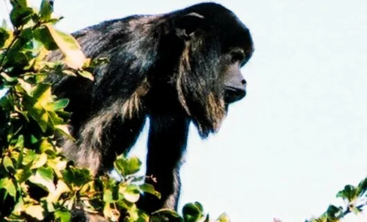 Long-haired monkey sits in treetop