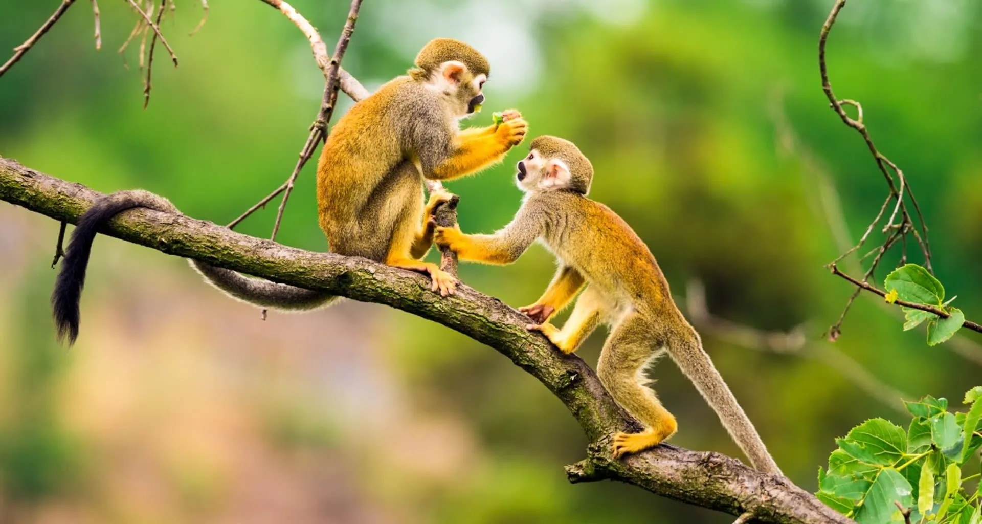 Monkeys sit on a small branch