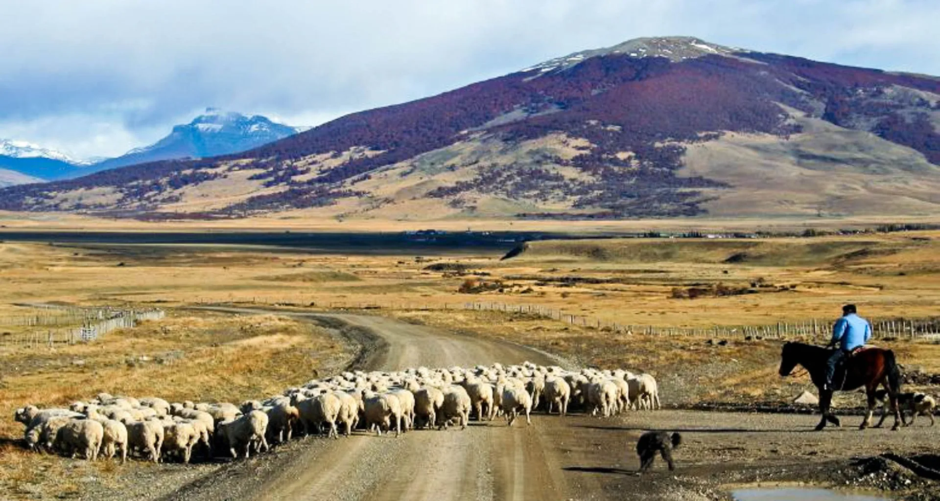 Person on horse herds sheep across road