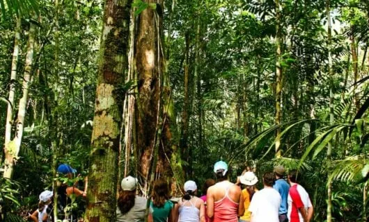 Nature walk group looks up at rainforest trees