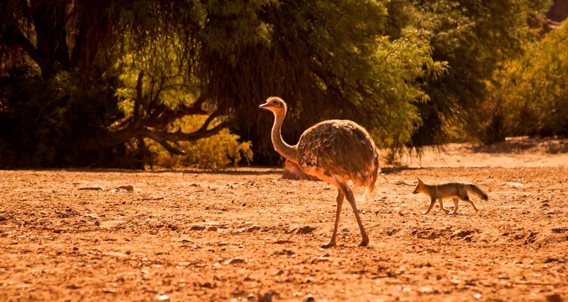Ostrich and fox walk across dusty ground