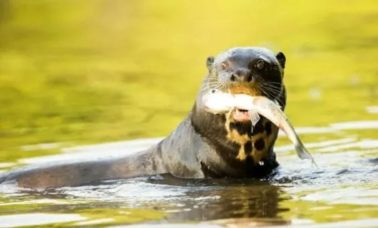 Otter in Amazon river holds fish in mouth