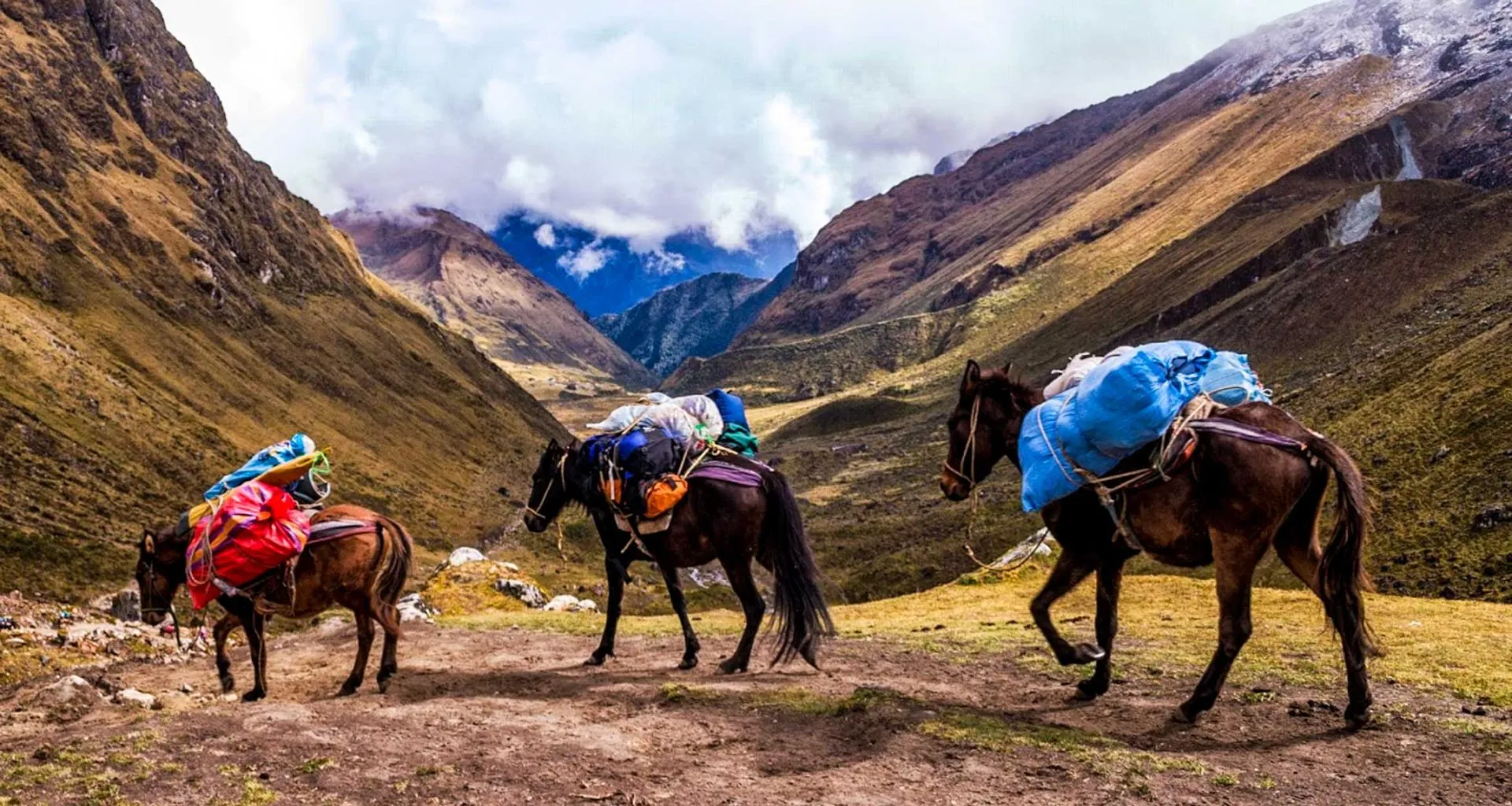 Pack horses walk along mountain valley trail