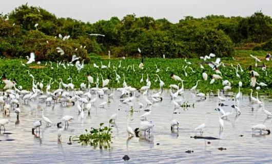 Flock of white birds on the Pantanal Wetlands