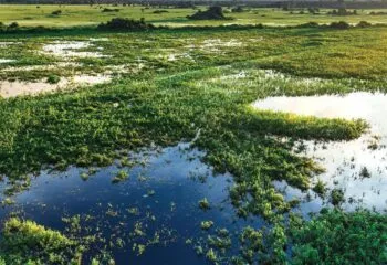Travel Paraguay and the immense Pantanal Wetlands