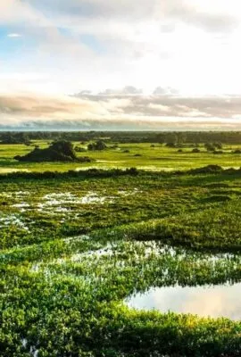 View across wetlands of Pantanal. Brazil Tours often feature exploring this vibrant landscape.