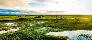 View across wetlands of Pantanal. Brazil Tours often feature exploring this vibrant landscape.