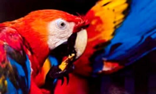 Parrots nibbles on fruit held in claw