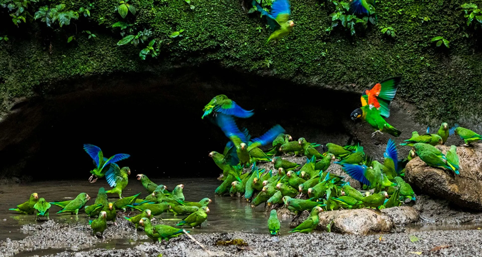 Flock of parrots outside small cave
