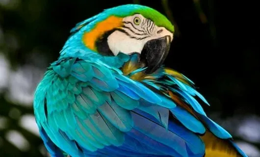 Blue, yellow and green parrot grooms itself