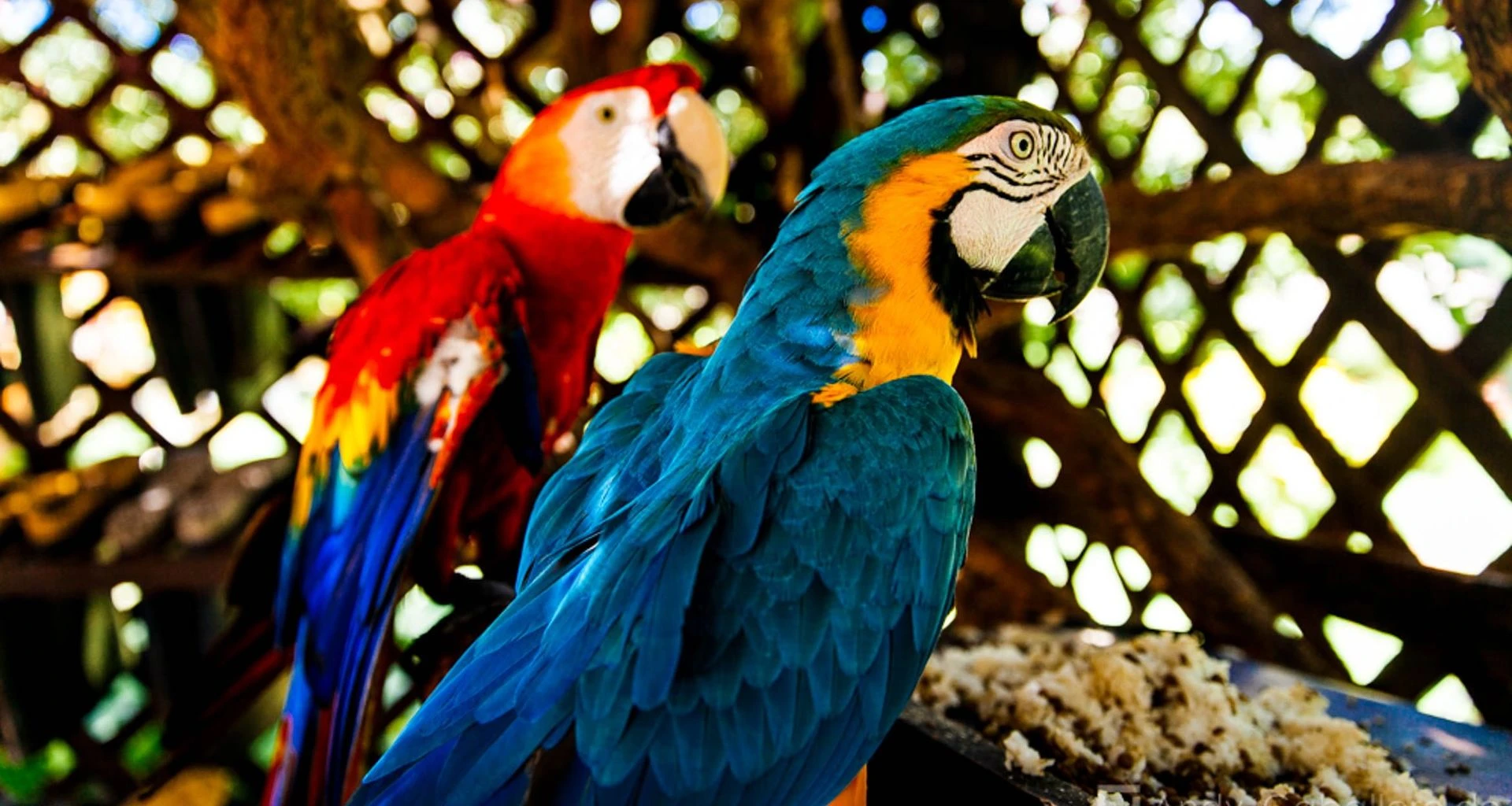 Two parrots sit in wicker cage