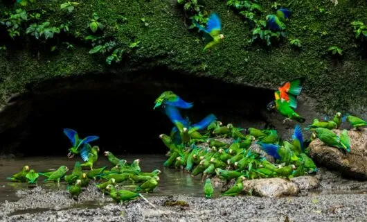 Flock of parrots outside small cave