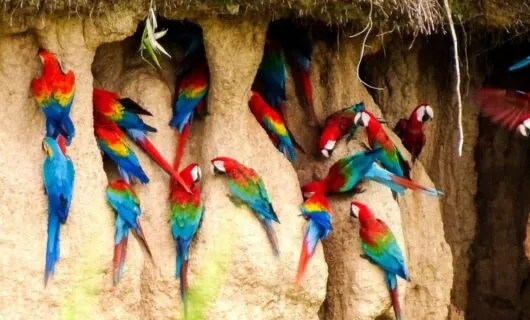 Flock of parrots cling to rocky wall